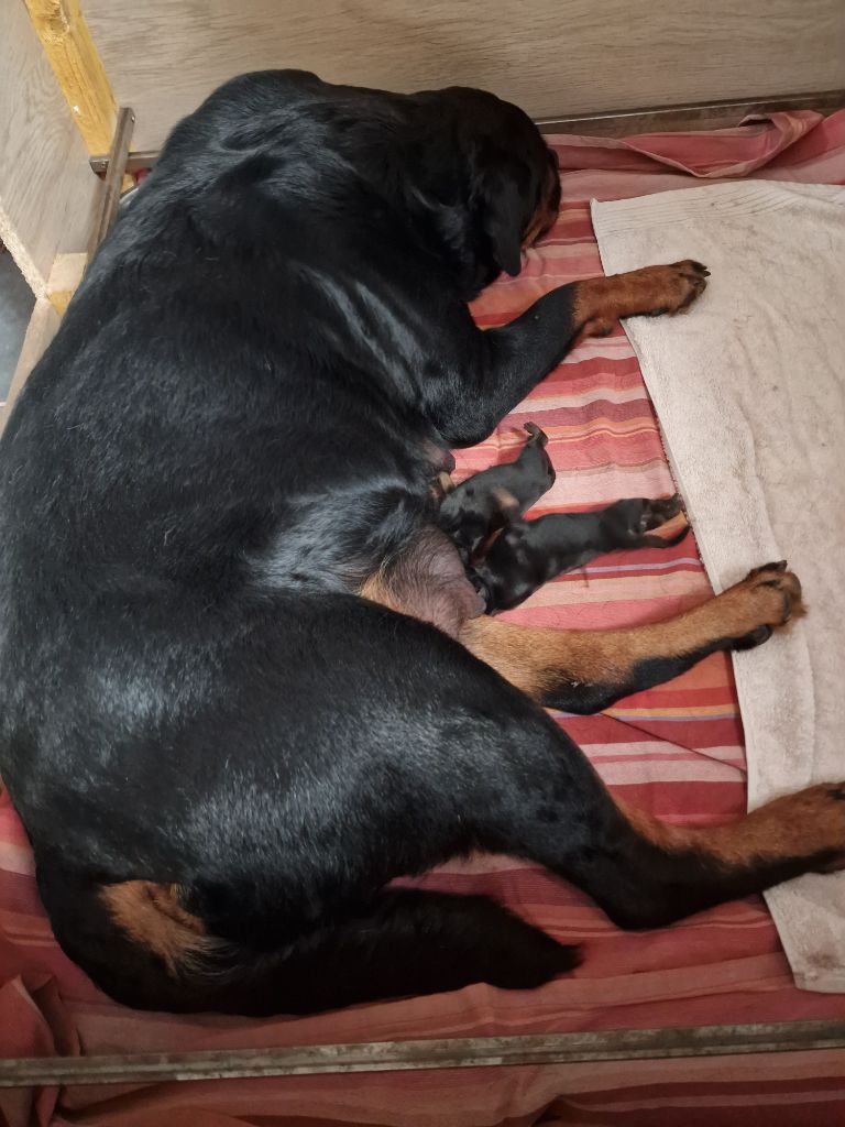 chiot Rottweiler De La Vallée Du Feu D'Opale