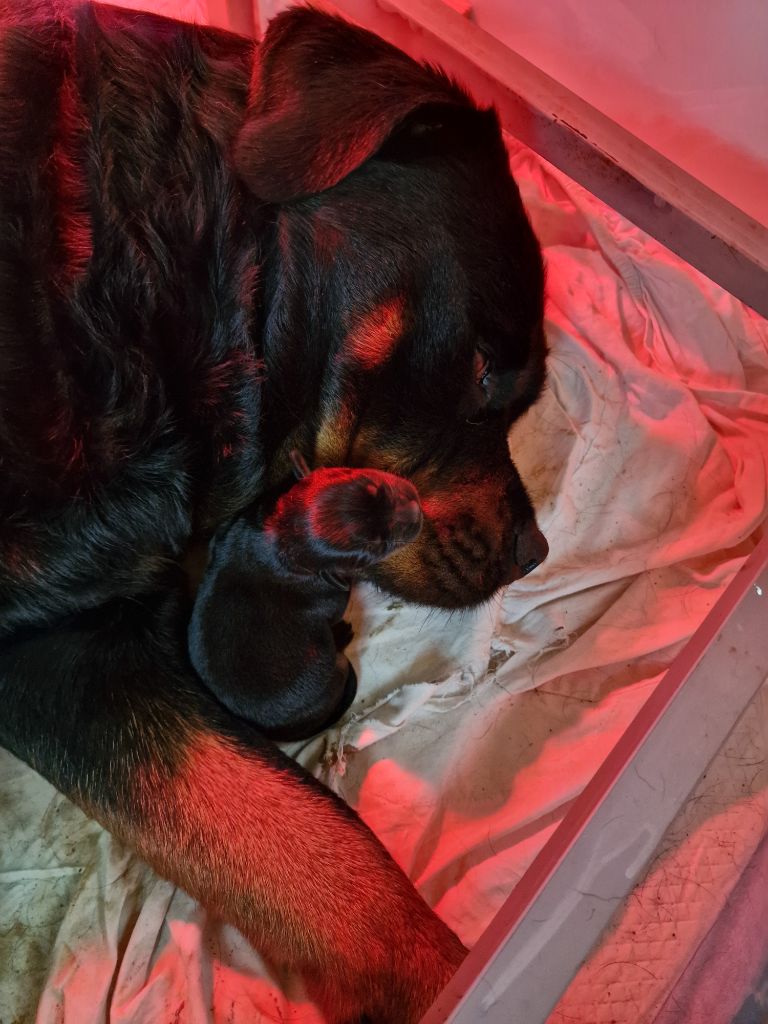 chiot Rottweiler De La Vallée Du Feu D'Opale