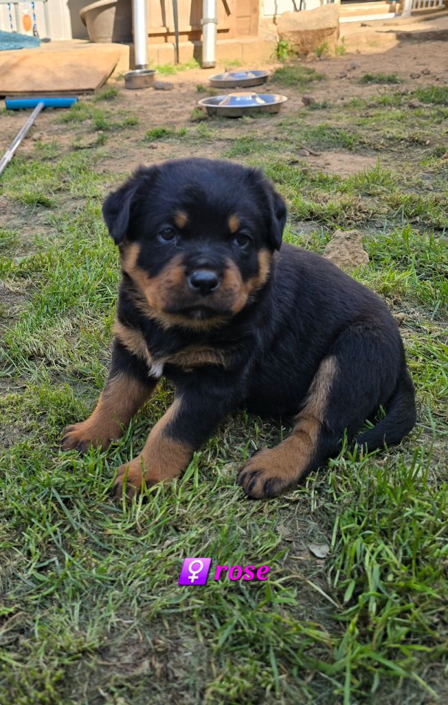 De La Vallée Du Feu D'Opale - Chiots disponibles - Rottweiler