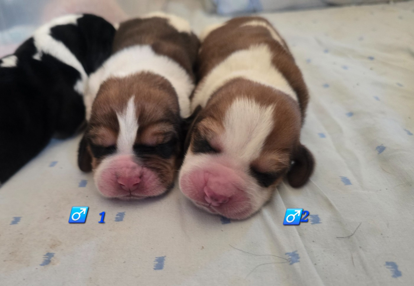 De La Vallée Du Feu D'Opale - Chiots disponibles - Basset Hound