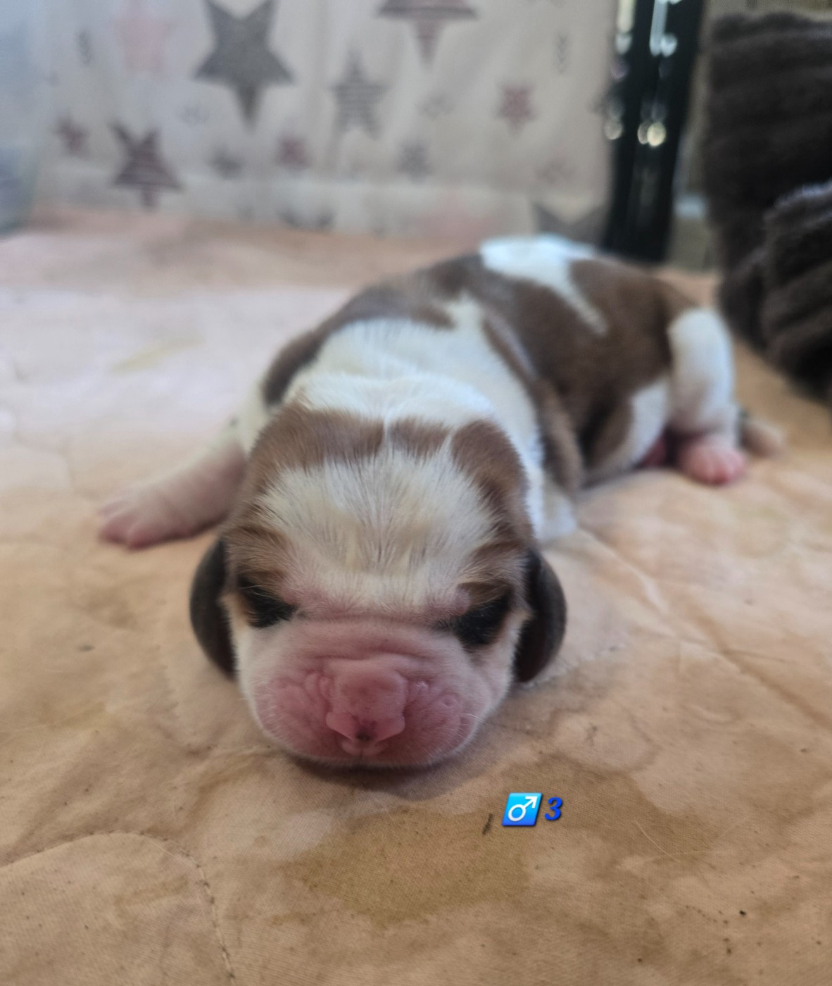 De La Vallée Du Feu D'Opale - Chiots disponibles - Basset Hound