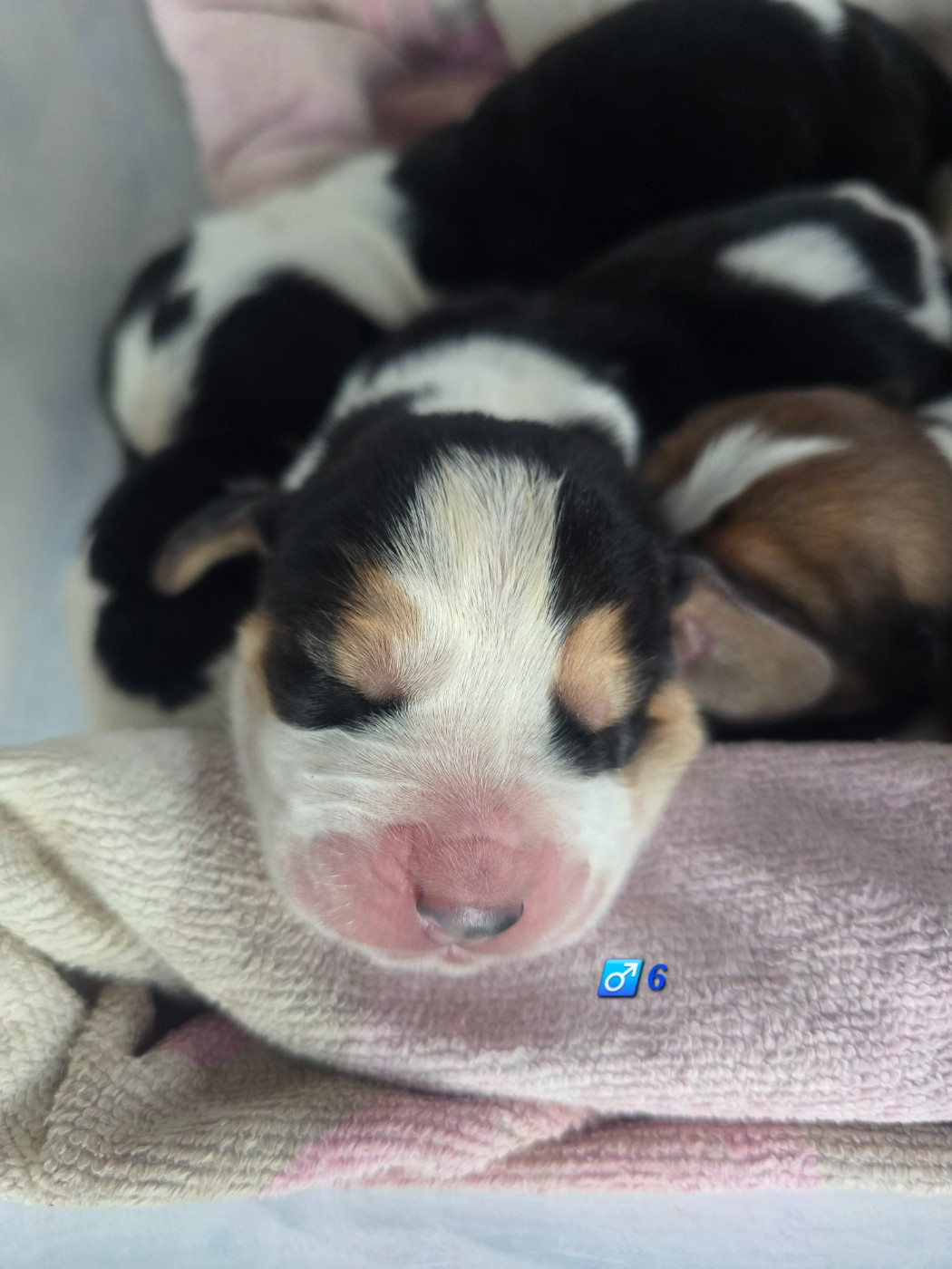 De La Vallée Du Feu D'Opale - Chiots disponibles - Basset Hound