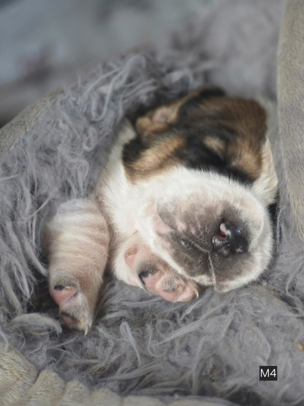 De La Vallée Du Feu D'Opale - Chiots disponibles - Basset Hound