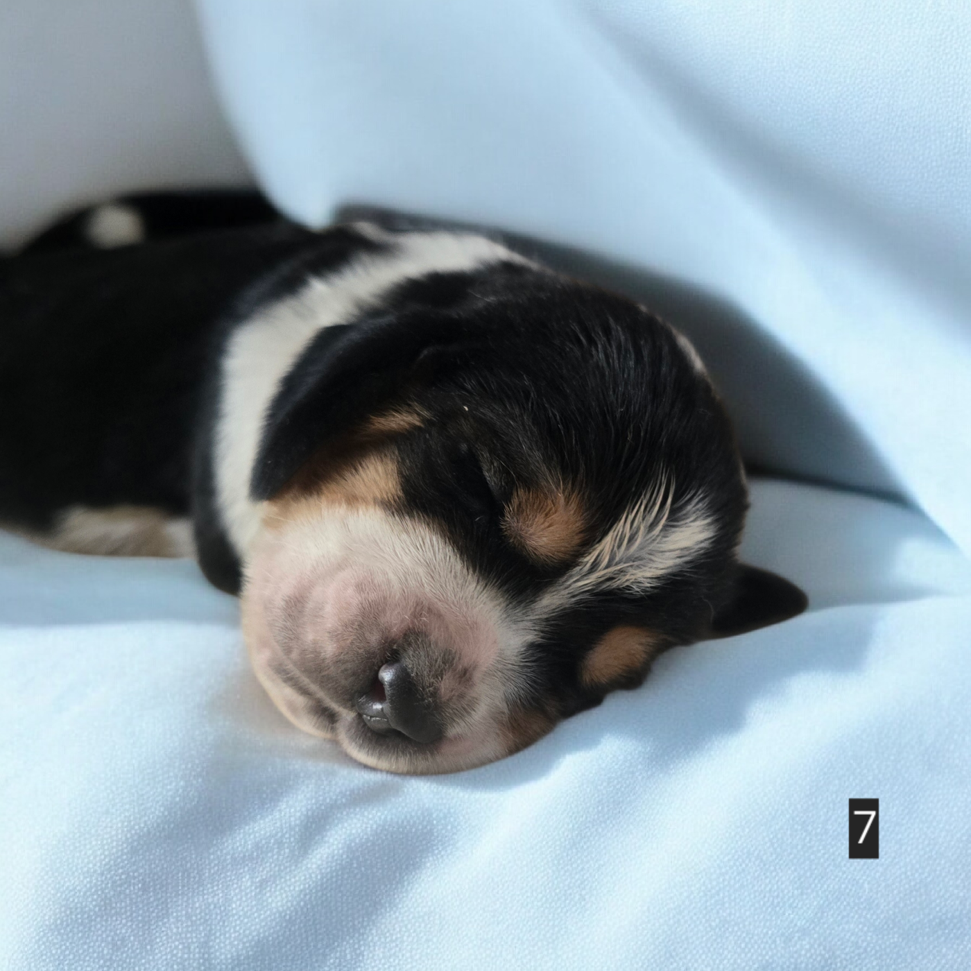 De La Vallée Du Feu D'Opale - Chiots disponibles - Basset Hound