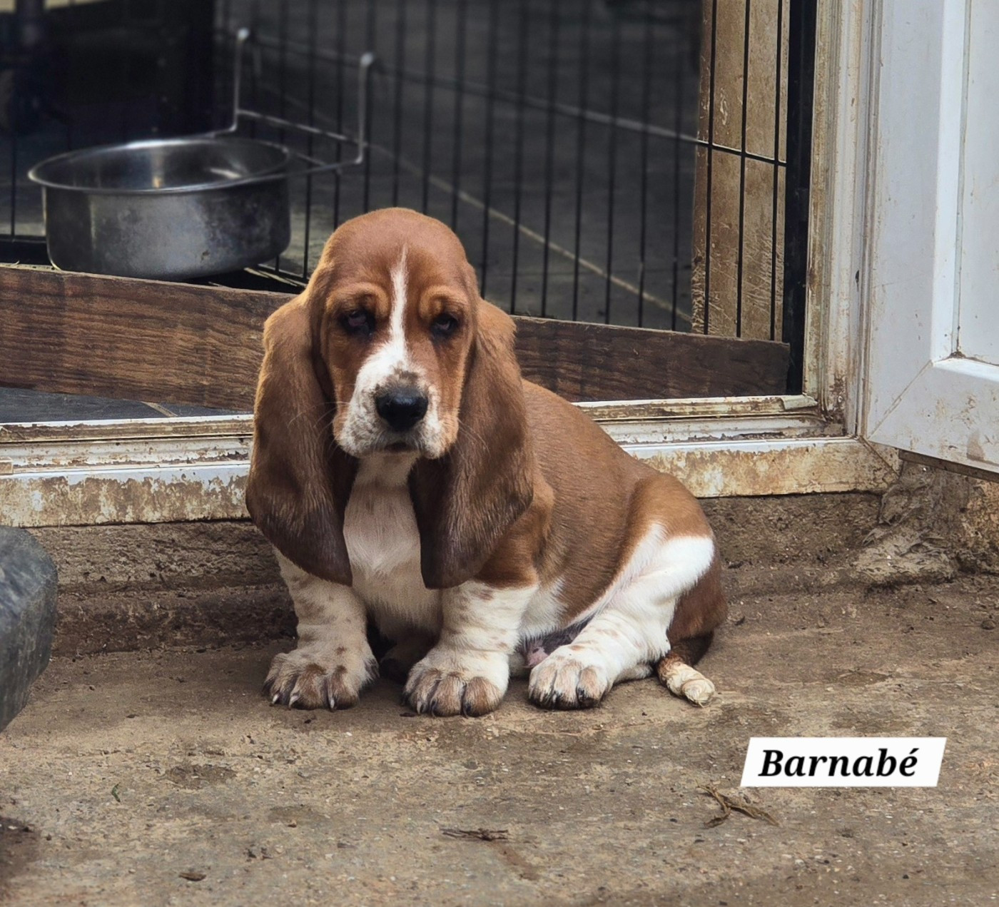De La Vallée Du Feu D'Opale - Chiots disponibles - Basset Hound