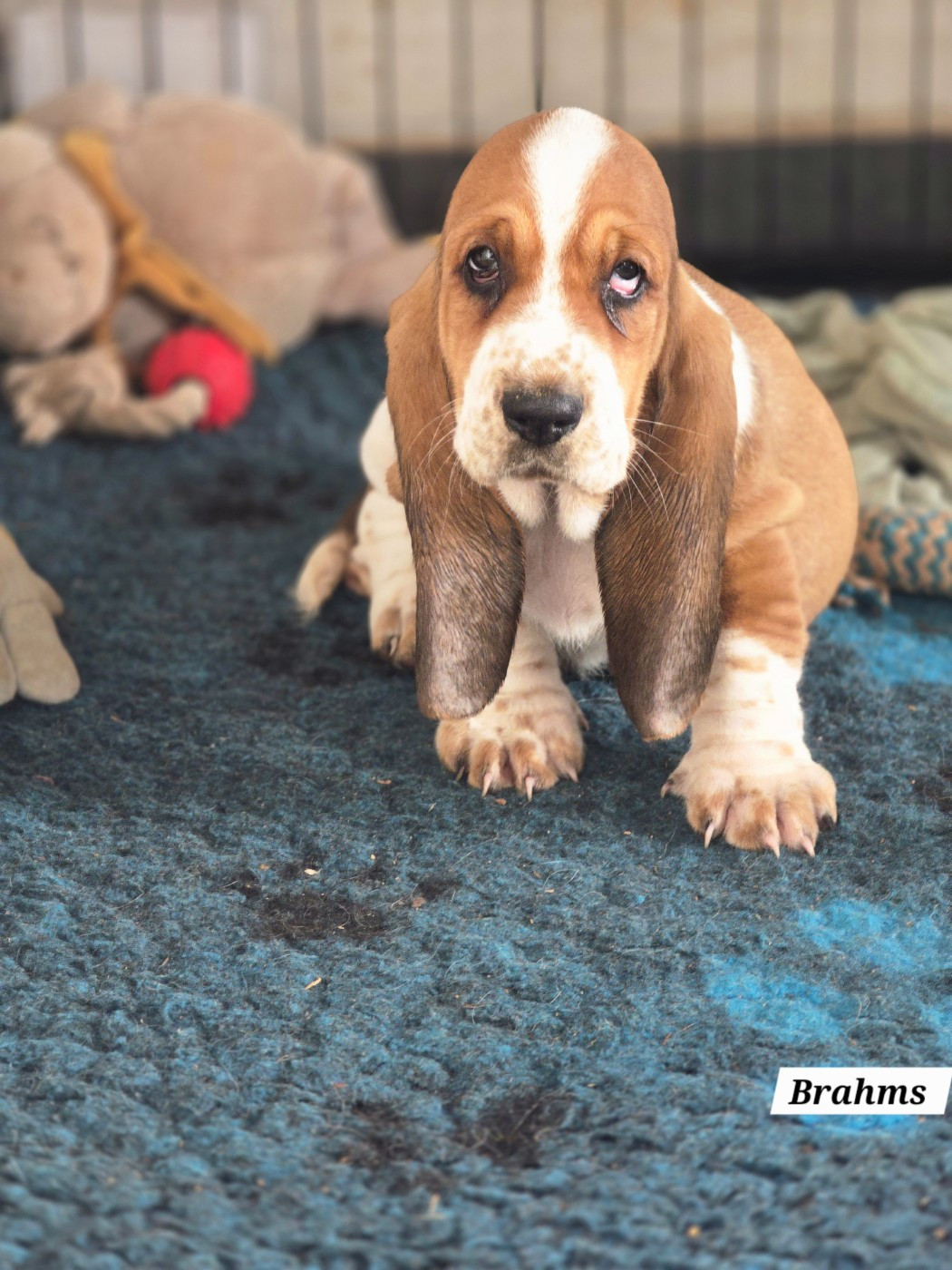 De La Vallée Du Feu D'Opale - Chiots disponibles - Basset Hound