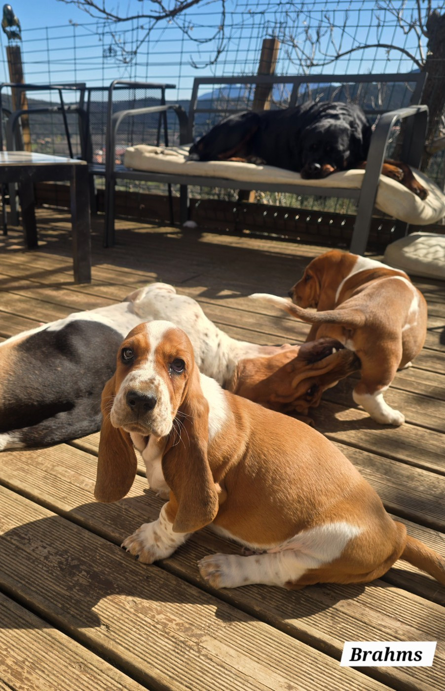 De La Vallée Du Feu D'Opale - Chiots disponibles - Basset Hound