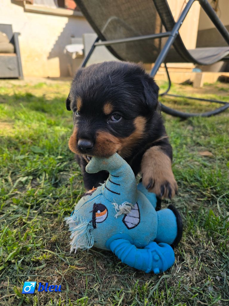 De La Vallée Du Feu D'Opale - Chiots disponibles - Rottweiler