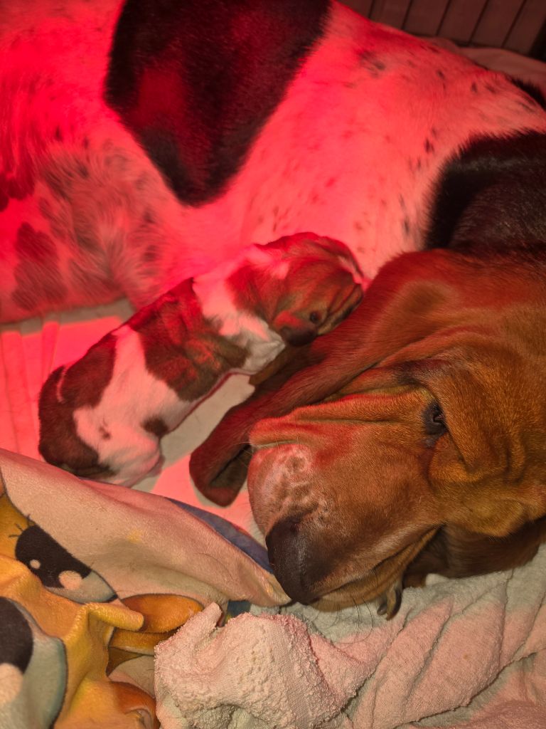 De La Vallée Du Feu D'Opale - Basset Hound - Portée née le 17/09/2025
