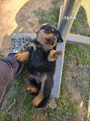 ALPHA collier blanc